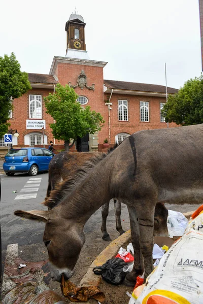 Esel Zentrum Von Grahamstown Südafrika — Stockfoto