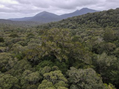 Güney Afrika 'daki Knysna yakınlarındaki büyük ağacın insansız hava aracı görüntüsü.