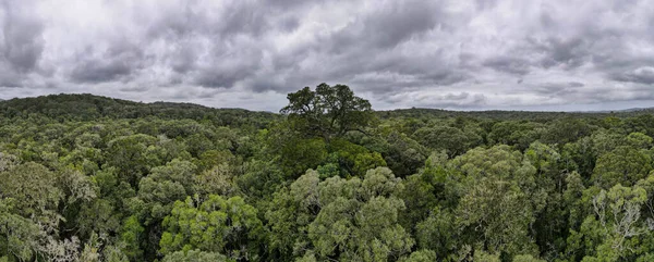 Widok Drona Wielkie Drzewo Pobliżu Knysna Republice Południowej Afryki — Zdjęcie stockowe
