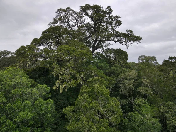 Vista Drone Árvore Grande Perto Knysna África Sul — Fotografia de Stock