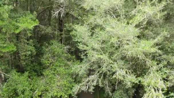 Dron Pohled Velký Strom Blízkosti Knysna Jižní Africe — Stock video