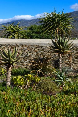 Güney Afrika 'daki Barrydale' de bir alçıpan önündeki manzara bitkileri.