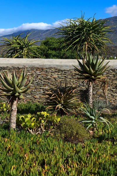 Landscape Whith Plants Front Drywall Barrydale South Africa — Stock Photo, Image