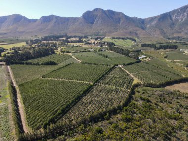 Güney Afrika 'daki Stellenbosch yakınlarındaki üzüm bağlarının insansız hava aracı görüntüsü