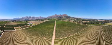 Drone view at vineyards near Stellenbosch on South Africa clipart