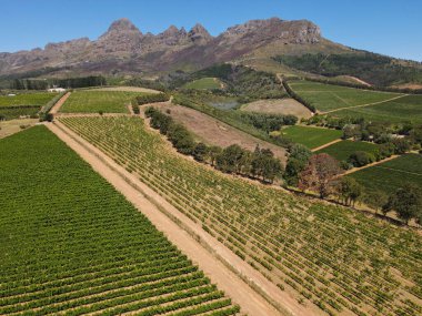 Drone view at vineyards near Stellenbosch on South Africa clipart