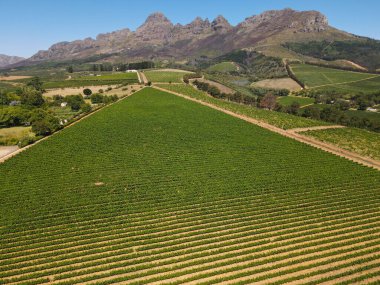 Güney Afrika 'daki Stellenbosch yakınlarındaki üzüm bağlarının insansız hava aracı görüntüsü