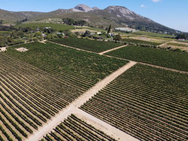 Güney Afrika 'daki Paarl yakınlarındaki üzüm bağlarının insansız hava aracı görüntüsü