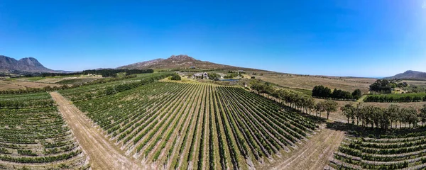 Dron Pohled Vinice Blízkosti Stellenbosch Jižní Africe — Stock fotografie