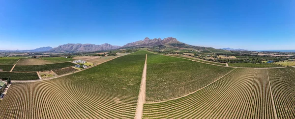 Drone Uitzicht Wijngaarden Buurt Stellenbosch Zuid Afrika — Stockfoto