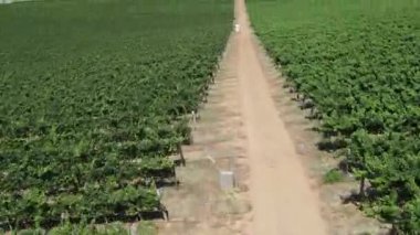 Güney Afrika 'daki Stellenbosch yakınlarındaki üzüm bağlarının insansız hava aracı görüntüsü