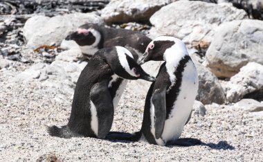 Güney Afrika 'daki Betty Körfezi' nin Stony Point 'teki Penguen kolonisi.