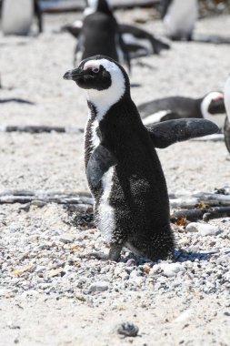 Güney Afrika 'daki Betty Körfezi' nin Stony Point 'teki Penguen kolonisi.
