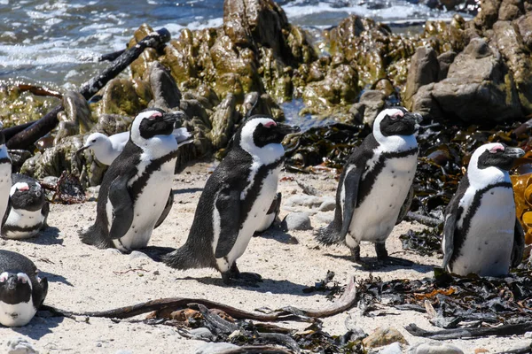 Colônia Pinguins Ponto Pedregoso Baía Betty África Sul — Fotografia de Stock