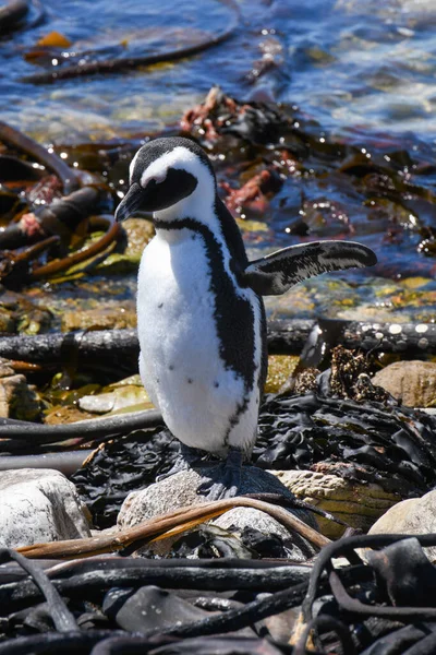 Penguin Stony Point Betty Bay South Africa — Stock Photo, Image