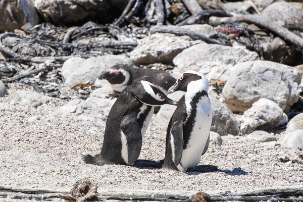 位于南非贝蒂湾石点的企鹅殖民地 — 图库照片