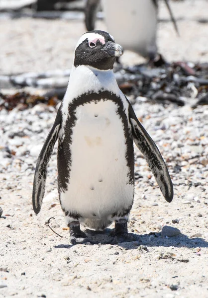 Penguin Colony Stony Point Betty Bay South Africa — Stock Photo, Image