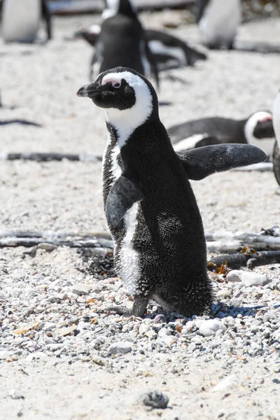 Penguin Colony Stony Point Betty Bay South Africa — Stock Photo, Image