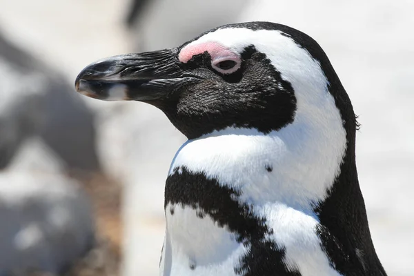 Close Penguins Stony Point Betty Bay South Africa — Stock Photo, Image