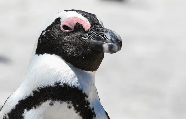 Close Penguins Stony Point Betty Bay South Africa — Stock Photo, Image