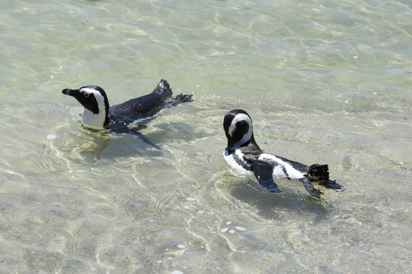 Pingvin Kolónia Betty Öböl Köves Pontján Dél Afrikában — Stock Fotó