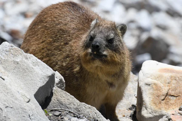 Marmot Ponto Pedregoso Baía Betty África Sul — Fotografia de Stock