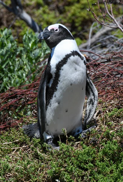 Pinguim Ponto Pedregoso Baía Betty África Sul — Fotografia de Stock