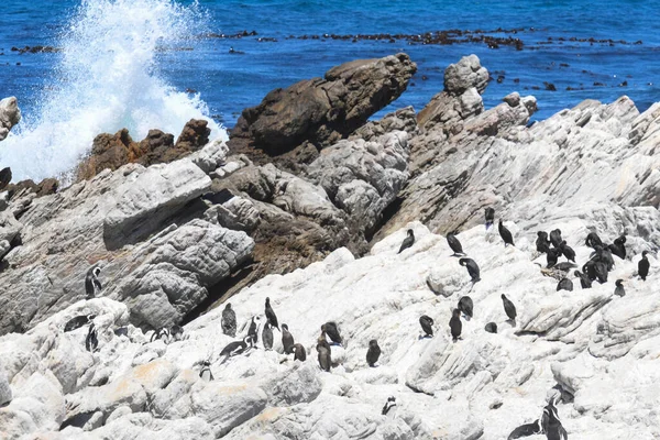 Pingvin Kolónia Betty Öböl Köves Pontján Dél Afrikában — Stock Fotó