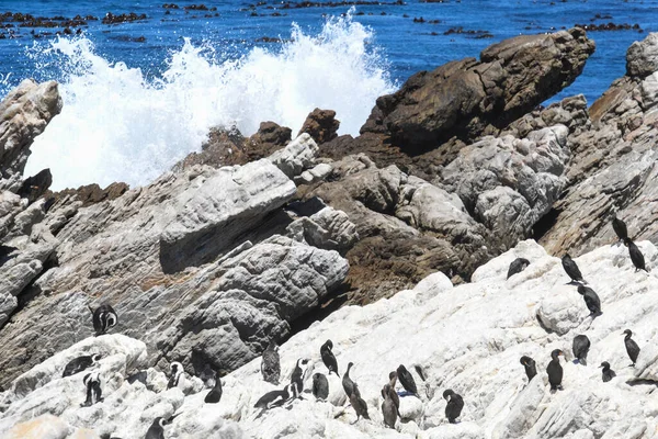 Colônia Pinguins Ponto Pedregoso Baía Betty África Sul — Fotografia de Stock