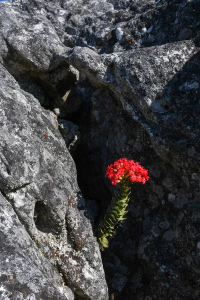 Červená Květina Stole Hora Přes Kapské Město Jižní Africe — Stock fotografie