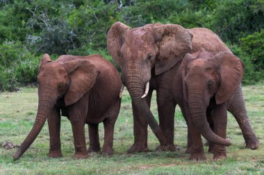 Güney Afrika 'daki Addo Fil Ulusal Parkı' nda filler