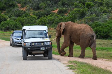 Güney Afrika 'daki Addo Fil Ulusal Parkı' nda fil.