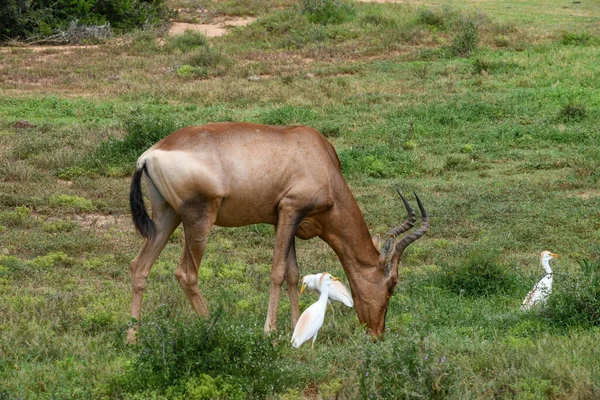 Tsessebe Addo Elefánt Nemzeti Parkban Dél Afrikában — Stock Fotó