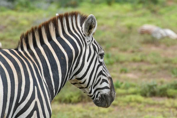 Zebras Addo Elephant Nationalpark Südafrika — Stockfoto