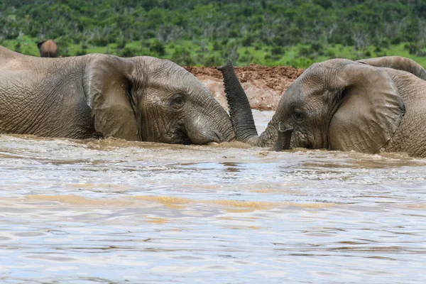 Elefantes Parque Nacional Addo Elefante África Sul — Fotografia de Stock