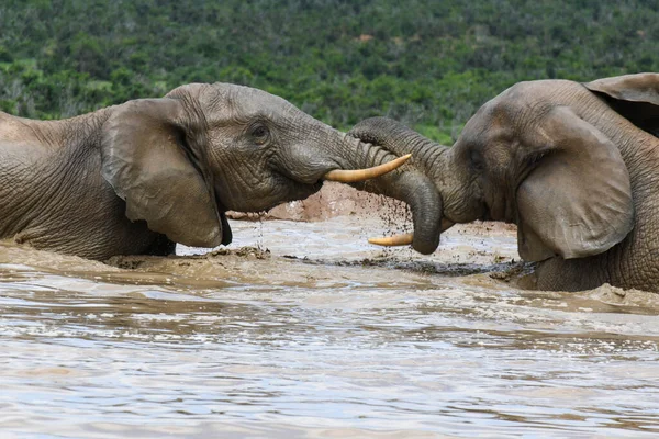Слоны Национальном Парке Addo Elephant Южной Африке — стоковое фото