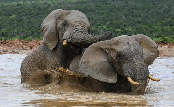 Elefantes Parque Nacional Addo Elefante África Sul — Fotografia de Stock