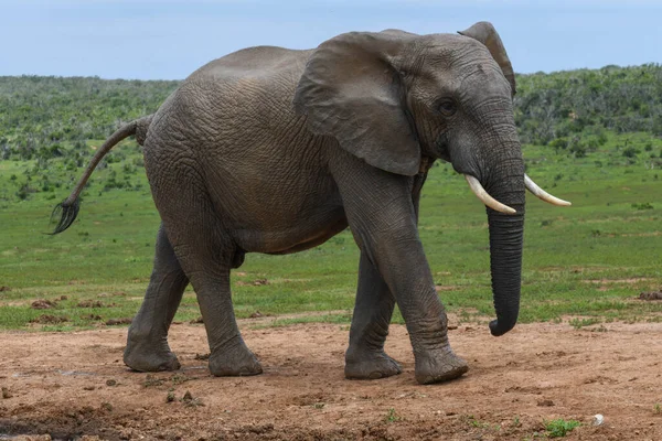 Elefant Addo Elephant Nationalpark Südafrika — Stockfoto