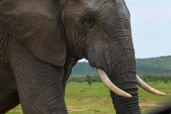 Elefante Parque Nacional Addo Elefante África Sul — Fotografia de Stock
