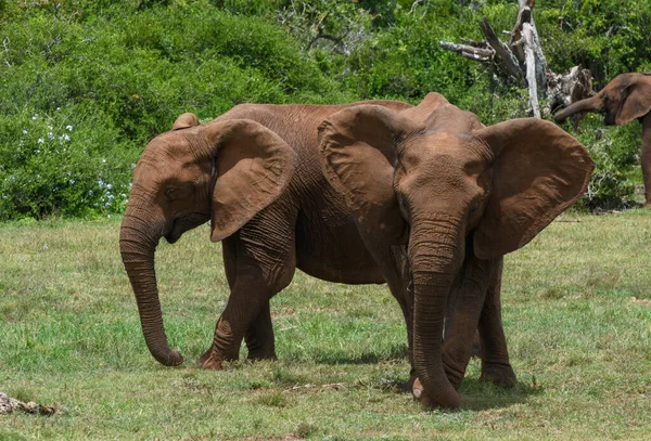 Güney Afrika Daki Addo Fil Ulusal Parkı Nda Filler — Stok fotoğraf