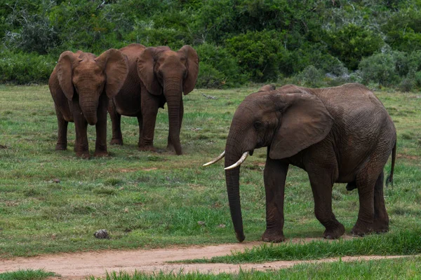 Elephants Addo Elephant National Park South Africa — Stock Photo, Image