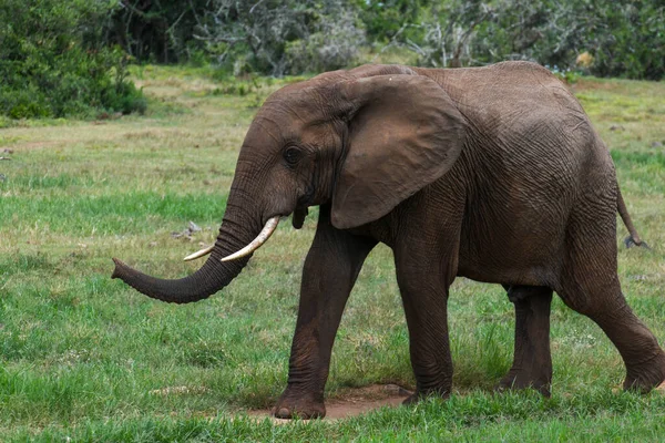 Słoń Parku Narodowym Addo Słoń Republice Południowej Afryki — Zdjęcie stockowe