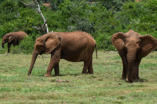 Słonie Parku Narodowym Addo Słoń Rpa — Zdjęcie stockowe