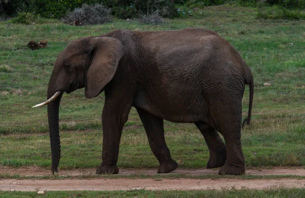 Ελέφαντας Στο Εθνικό Πάρκο Addo Elephant Στη Νότια Αφρική — Φωτογραφία Αρχείου