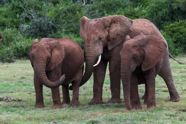 Elefantes Parque Nacional Elefantes Addo Sudáfrica — Foto de Stock