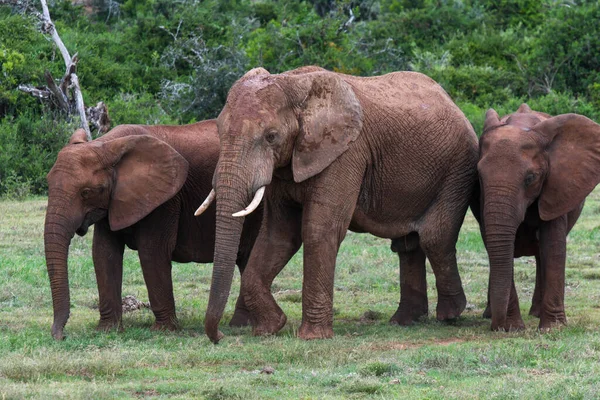 Elefantes Parque Nacional Elefantes Addo Sudáfrica — Foto de Stock