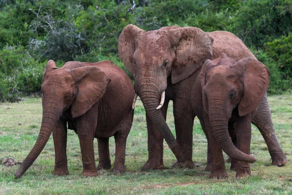 Słonie Parku Narodowym Addo Słoń Rpa — Zdjęcie stockowe