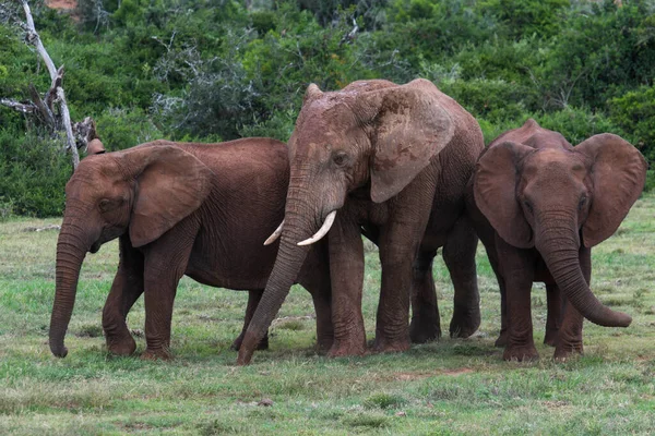 Ελέφαντες Στο Εθνικό Πάρκο Addo Elephant Στη Νότια Αφρική — Φωτογραφία Αρχείου
