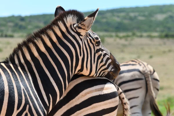 Zebras Vid Addo Elephant National Park Sydafrika — Stockfoto
