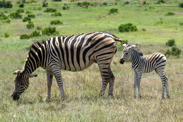 Zebry Parku Narodowym Addo Elephant Republice Południowej Afryki — Zdjęcie stockowe